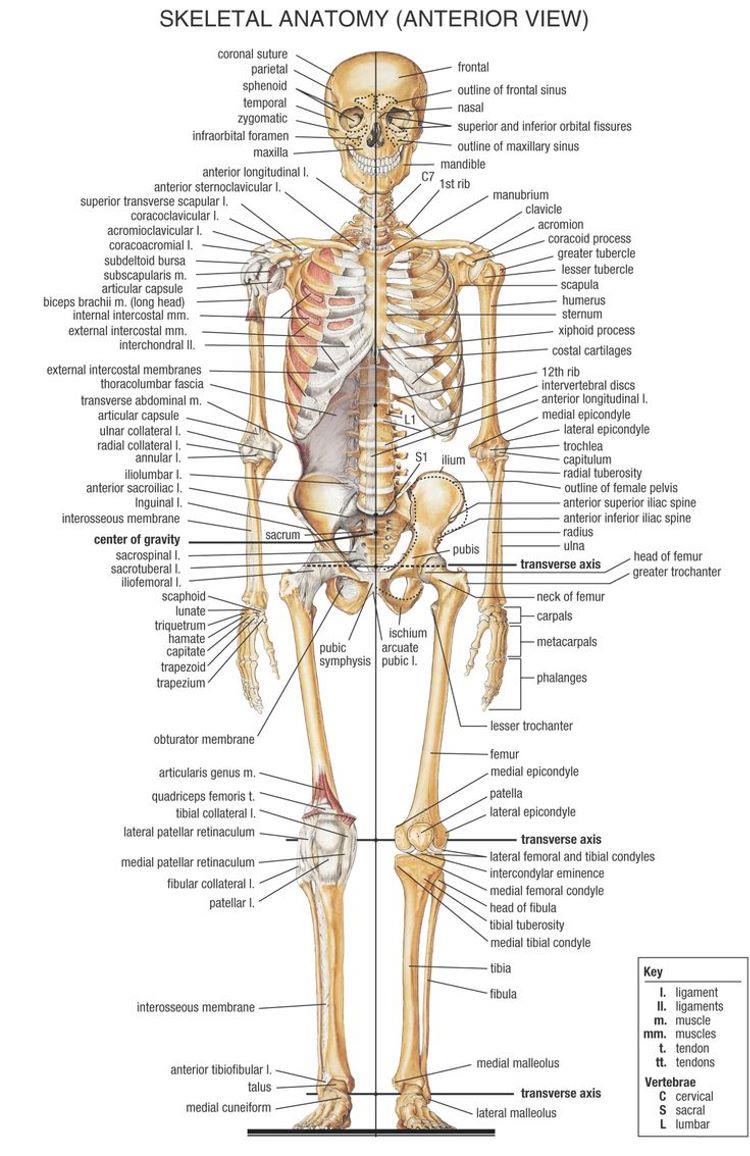 206 bones of the body pdf in hindi