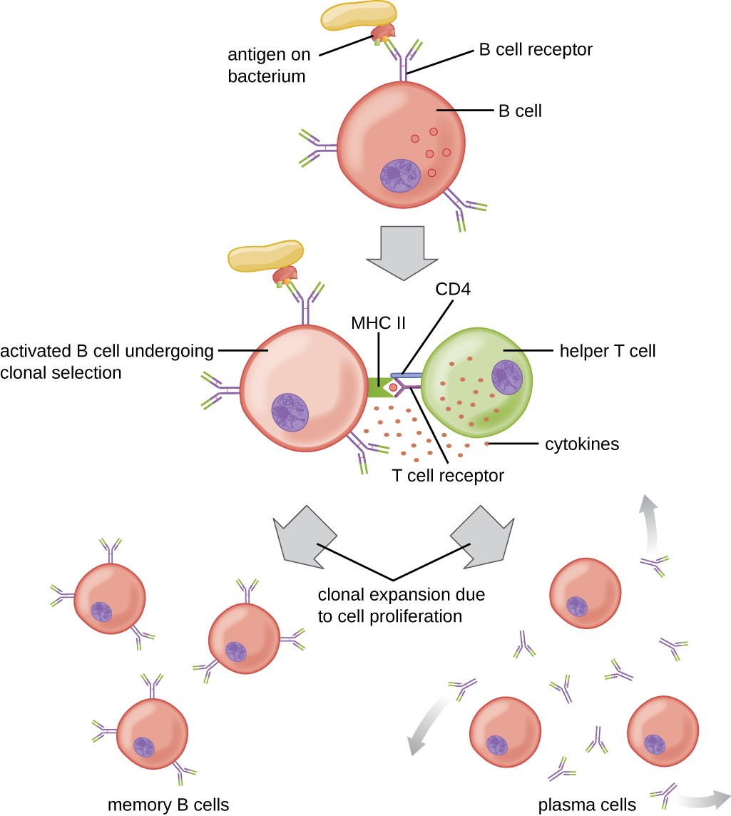 cell mediated immune response in tb pdf