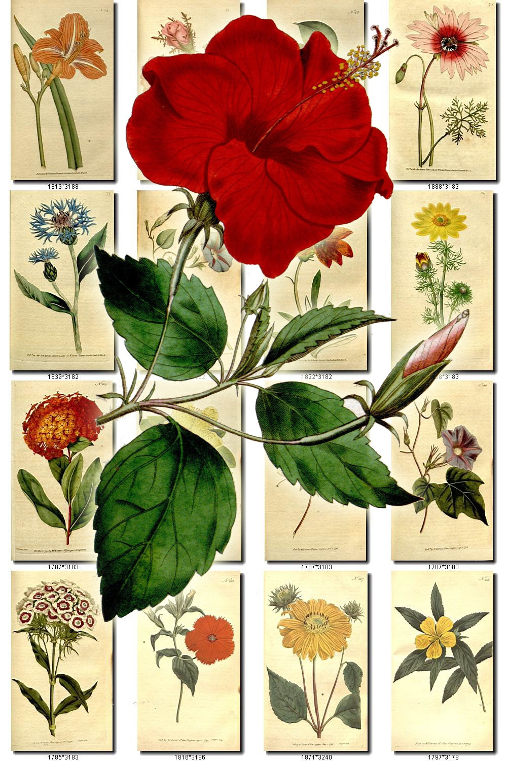 botanical names of flowers pdf