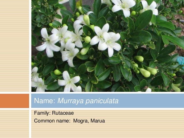 botanical names of flowers pdf