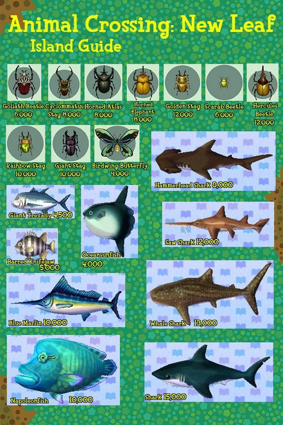 acnl fish guide