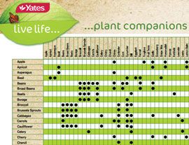 companion planting chart nz pdf