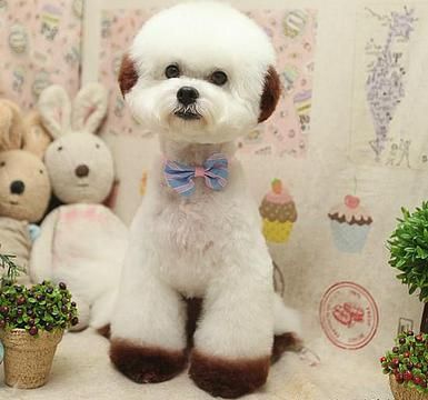 bichon frise clipping guide